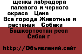 щенки лабрадора палевого и черного окраса › Цена ­ 30 000 - Все города Животные и растения » Собаки   . Башкортостан респ.,Сибай г.